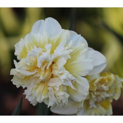 Dobbelt Pskelilje Ice King