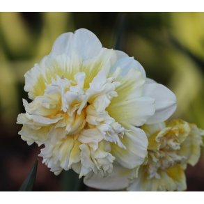 Dobbelt Pskelilje Ice King