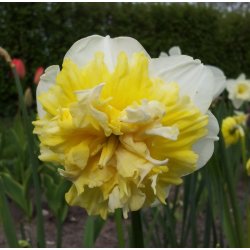 Dobbelt Pskelilje Ice King