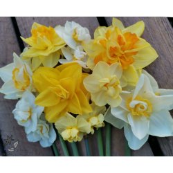 Dobbelt P�skelilje, Mix