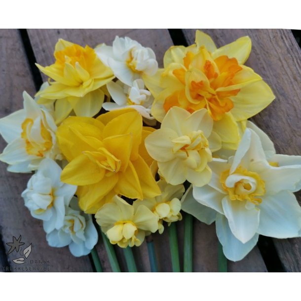 Dobbelt P�skelilje, Mix