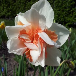 Dobbelt Pskelilje Replete