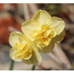 Dobbelt Pskelilje Yellow Cheerfulness