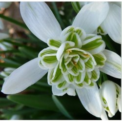 Dobbelt Vinterg�k, Flore Pleno