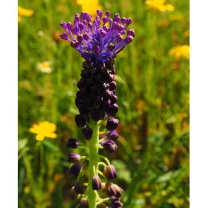 Duskhyacint - Muscari comosum