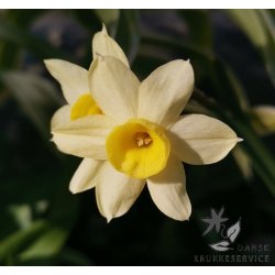 Dvrg pskelilje Minnow