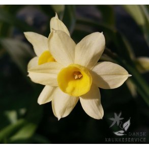 Dvrg pskelilje Minnow