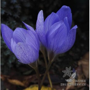 Efterrskrokus, Crocus Aitchinsonii