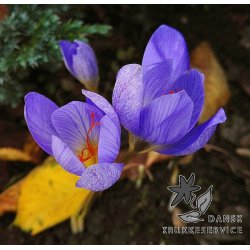 Efterrskrokus, Crocus Aitchinsonii
