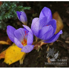 Efter�rskrokus, Crocus Aitchinsonii
