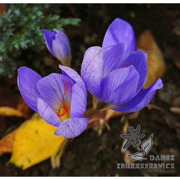 Efterrskrokus, Crocus Aitchinsonii