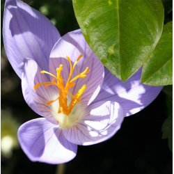 Efter�rskrokus, Crocus pulchellus