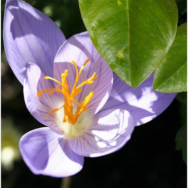 Efter�rskrokus, Crocus pulchellus