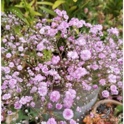 Fler�rig Brudesl�r, Flamingo