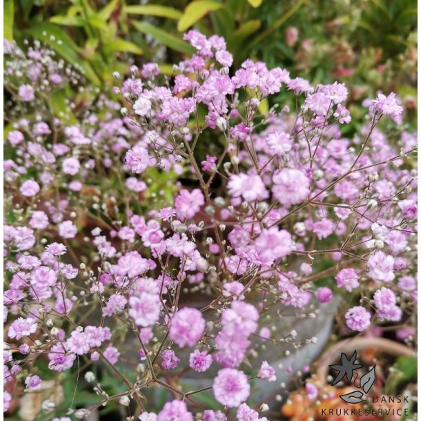 Fler�rig Brudesl�r, Flamingo