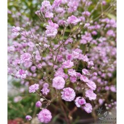 Fler�rig Brudesl�r, Flamingo