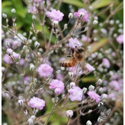 Fler�rig Brudesl�r, Flamingo