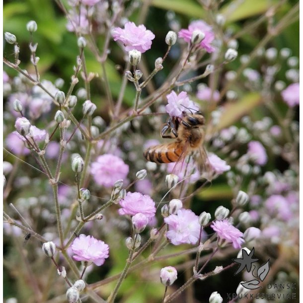 Fler�rig Brudesl�r, Flamingo