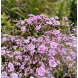 Fler�rig Brudesl�r, Flamingo