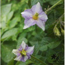 Folva Lggekartofler 1,5 kg