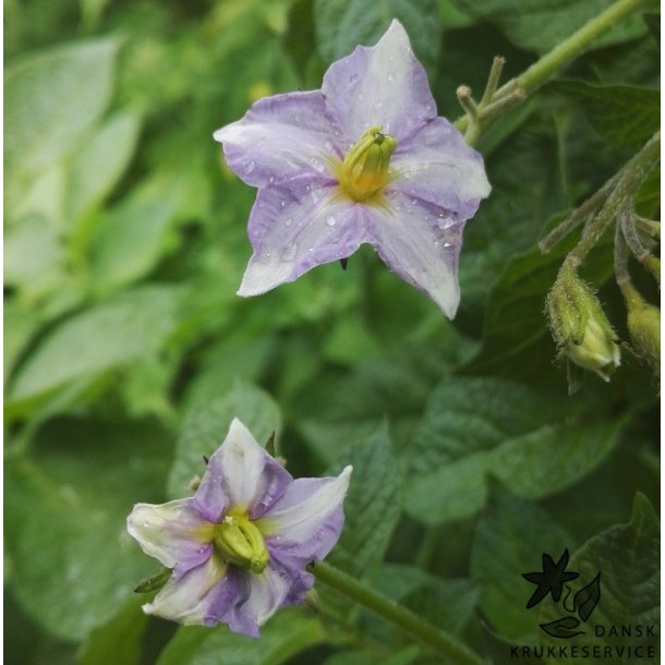 Folva Lggekartofler 1,5 kg