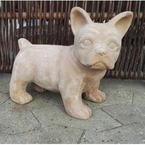 Fransk bulldog, chokoterracotta (*)
