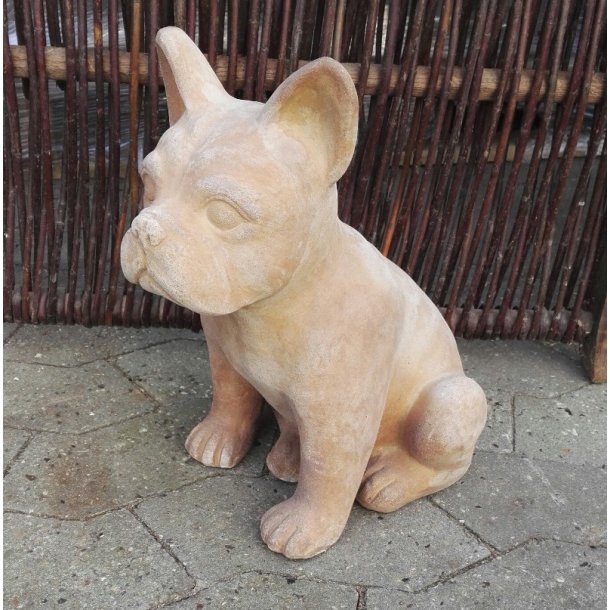 Fransk bulldog, chokoterracotta (*)