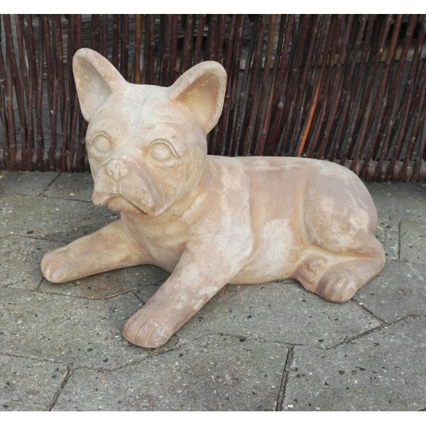 Fransk bulldog, chokoterracotta (*)