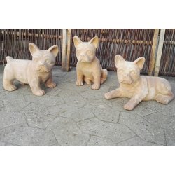 Fransk bulldog, chokoterracotta (*)