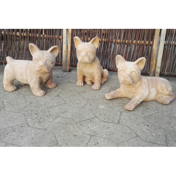Fransk bulldog, chokoterracotta (*)