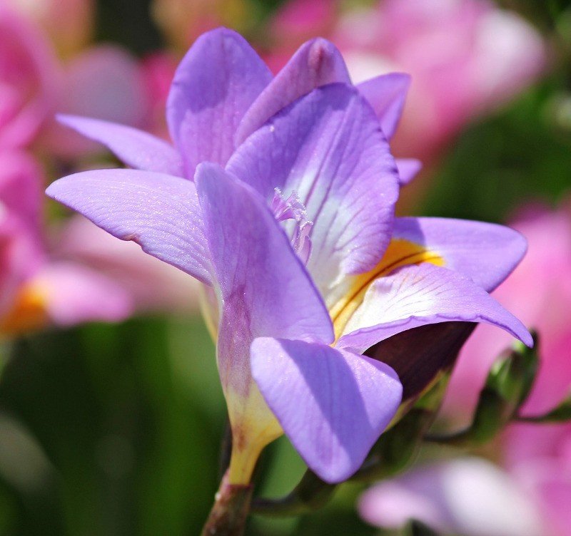 Fresia, Blå - Freesia Knolde