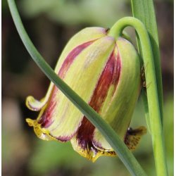 Fritillaria acmopetala