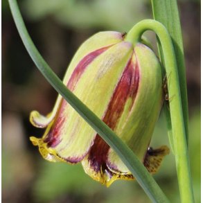Fritillaria acmopetala