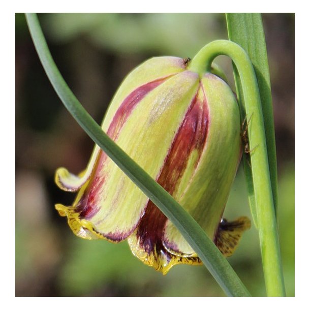 Fritillaria acmopetala