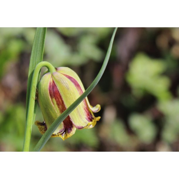 Fritillaria acmopetala