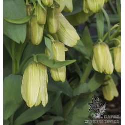 Fritillaria pallidiflora