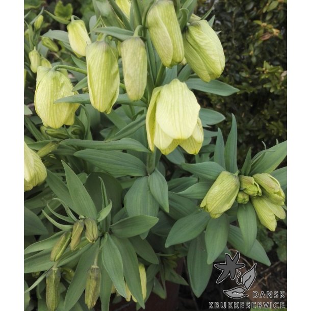 Fritillaria pallidiflora