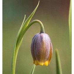 Fritillaria uva-vulpis
