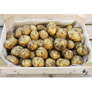 Gala Lggekartofler 1,5 kg