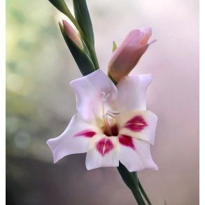 Gladiolus Elvira