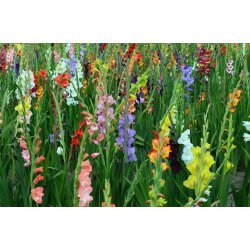 Gladiolus Mix, Storkb 10/12