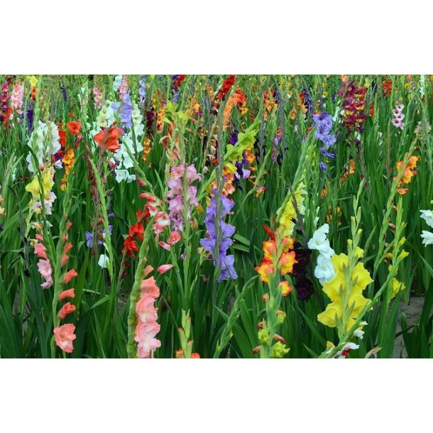 Gladiolus Mix, Storkb 10/12