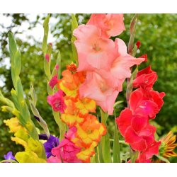 Gladiolus Mix, Storkb 12/14