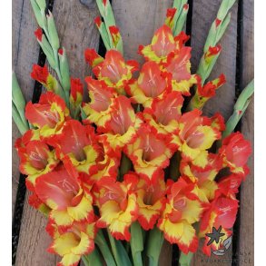 Gladiolus Princess Margaret Rose