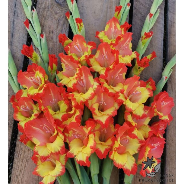 Gladiolus Princess Margaret Rose