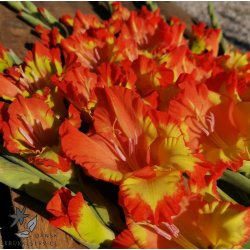 Gladiolus Princess Margaret Rose