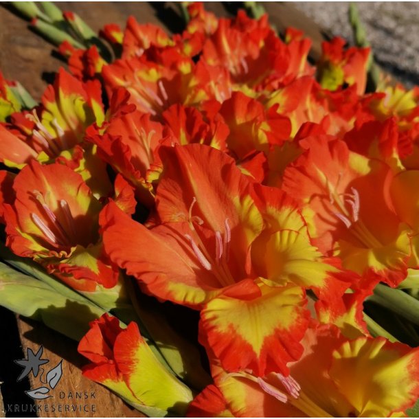 Gladiolus Princess Margaret Rose