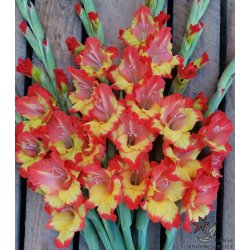 Gladiolus Princess Margaret Rose
