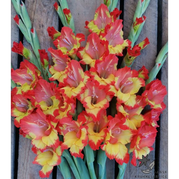 Gladiolus Princess Margaret Rose