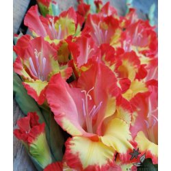 Gladiolus Princess Margaret Rose